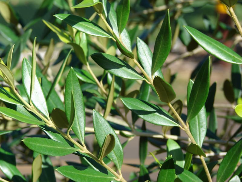 Olea-europaea