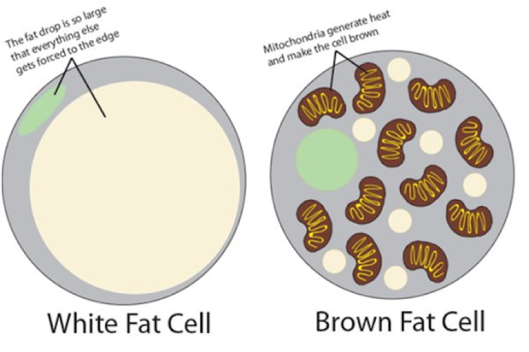 fat-cell-white-brown